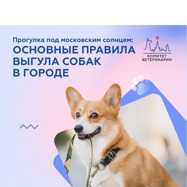 Что должен знать владелец домашнего животного